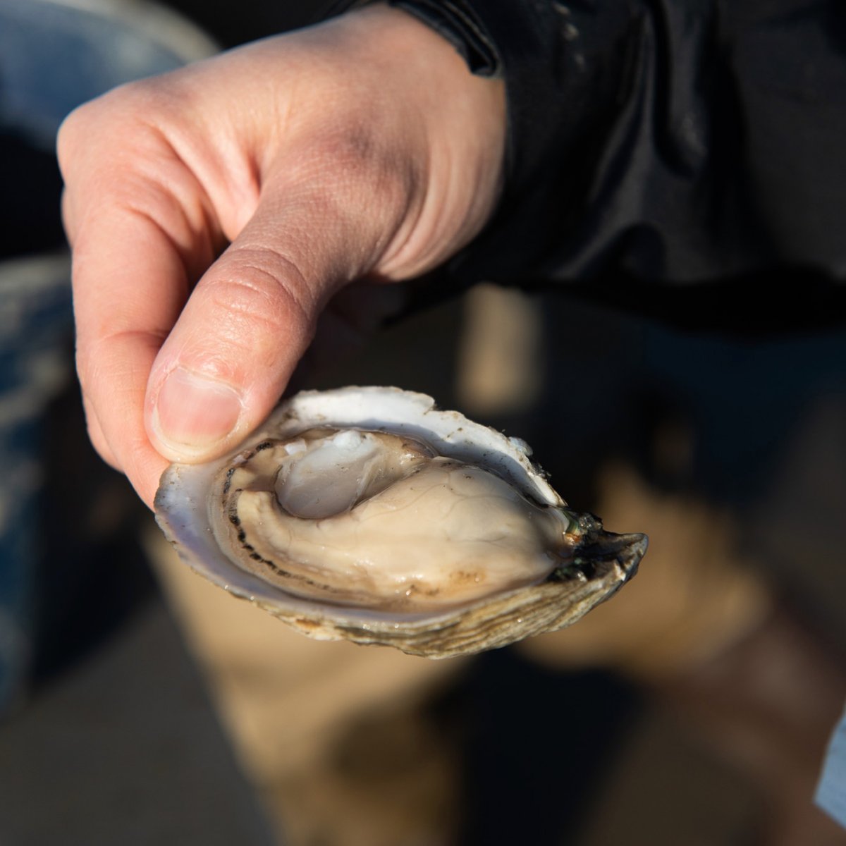 Oyster Shucking Classes - Learn how to Shuck a Maine Oyster